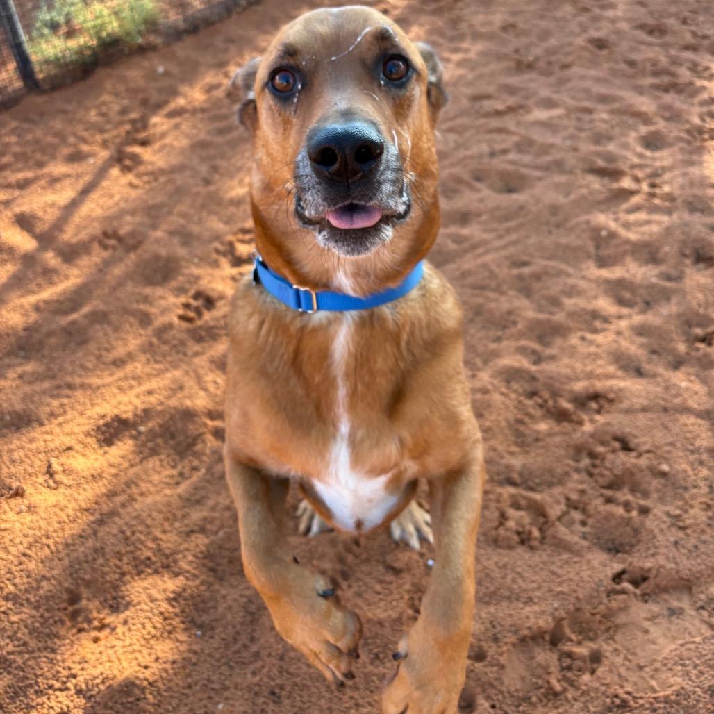 Enlarge Brad, a Adoptable mixed breed in Kanab, UT image 2/5