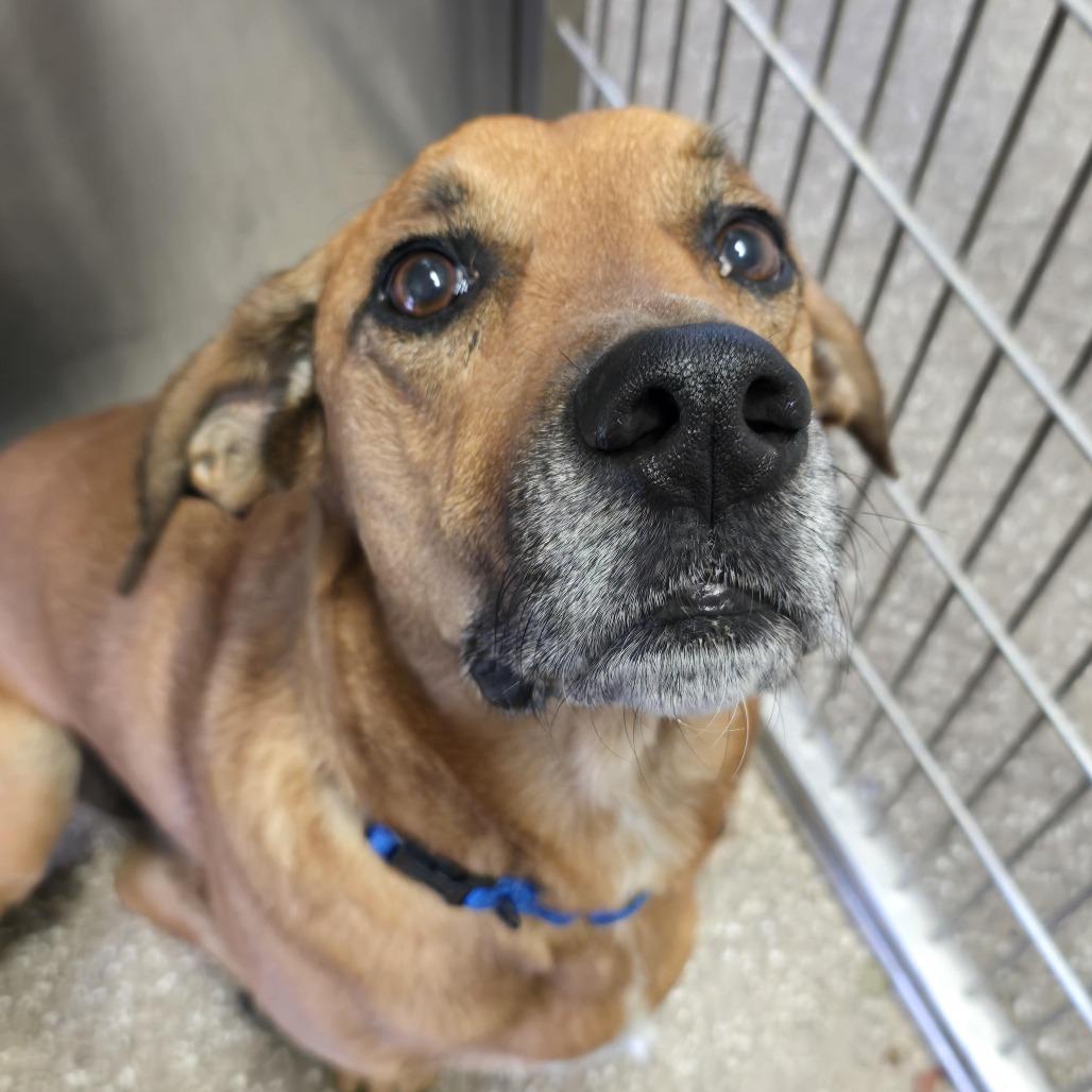 Enlarge Brad, a Adoptable mixed breed in Kanab, UT image 3/5