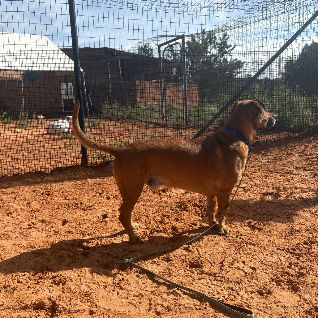 Enlarge Brad, a Adoptable mixed breed in Kanab, UT image 4/5