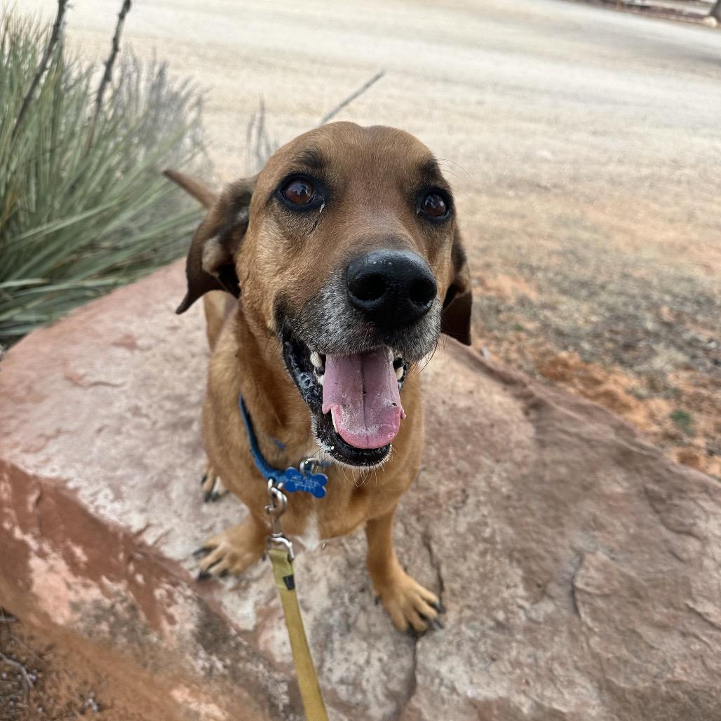 Enlarge Brad, a Adoptable mixed breed in Kanab, UT image 5/5