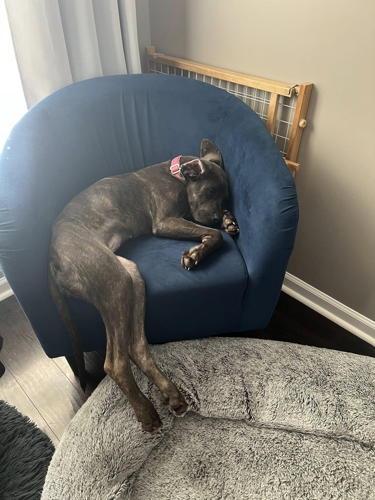 Olive, Adopted, Puppy Female Great Dane.