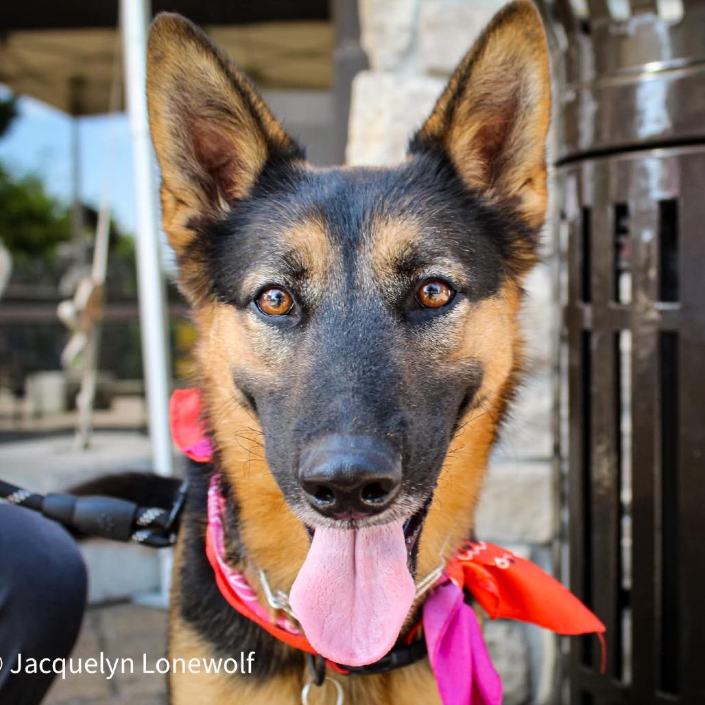 Luna 12, Adoptable, Adult Female German Shepherd Dog.
