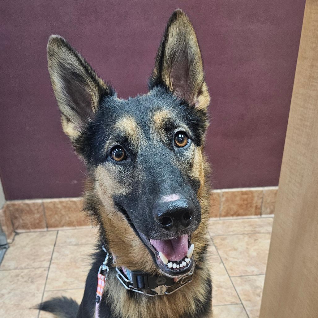 Enlarge Luna 12, a Adoptable German Shepherd Dog in Tulsa, OK image 2/6