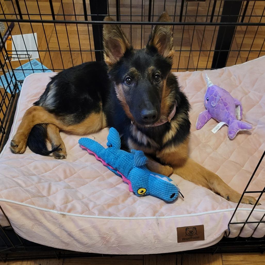 Enlarge Luna 12, a Adoptable German Shepherd Dog in Tulsa, OK image 3/6
