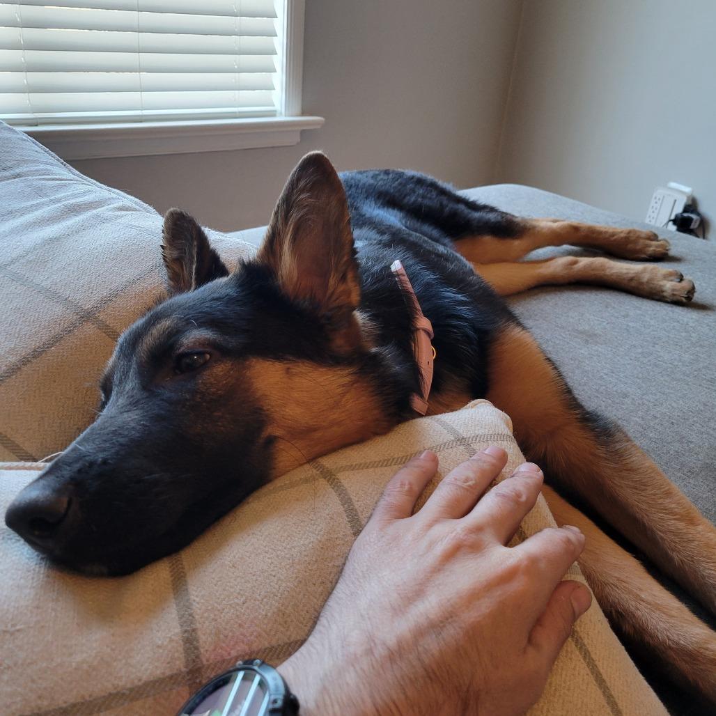 Enlarge Luna 12, a Adoptable German Shepherd Dog in Tulsa, OK image 4/6