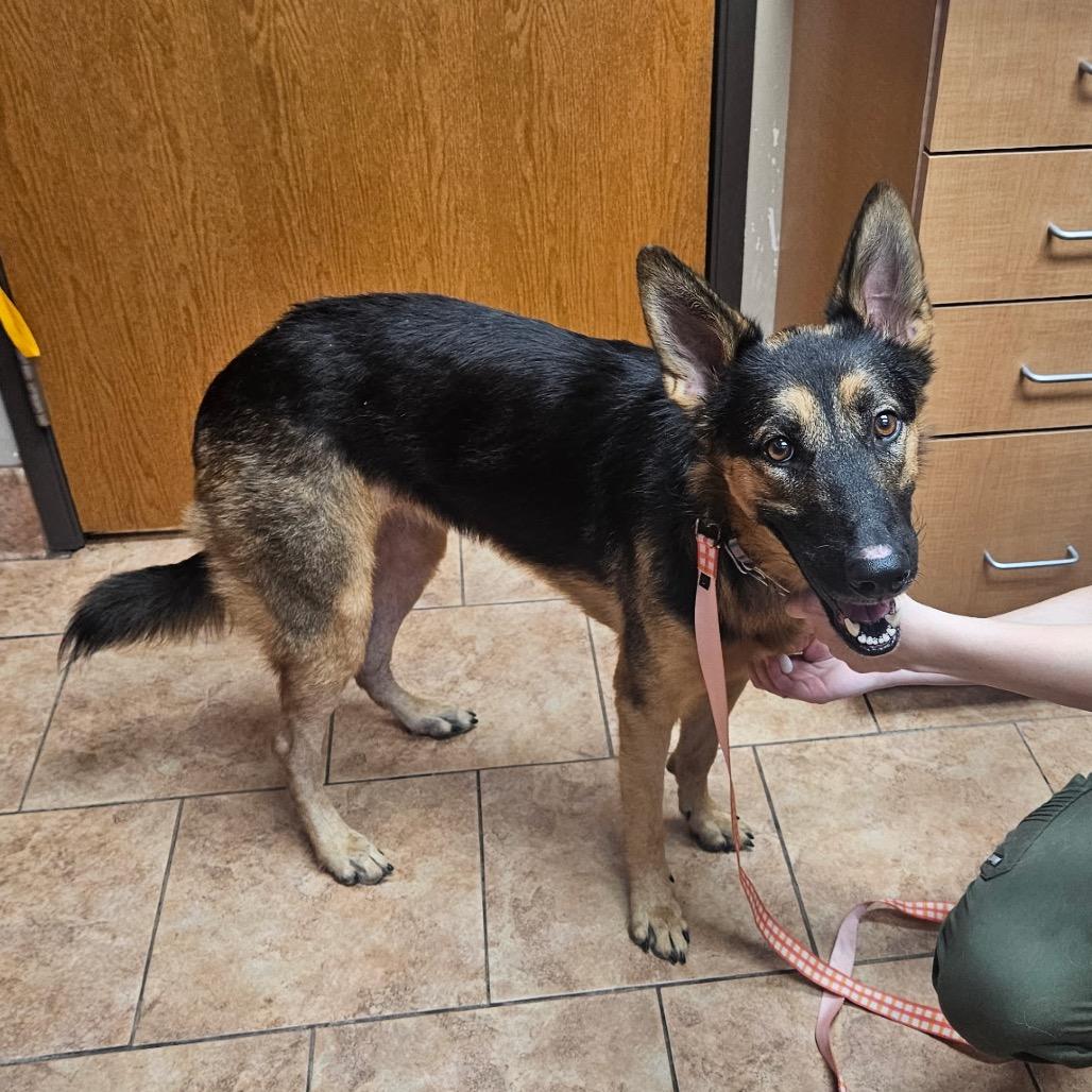Enlarge Luna 12, a Adoptable German Shepherd Dog in Tulsa, OK image 5/6