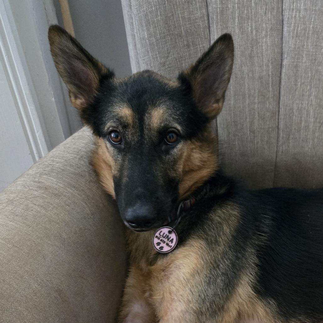 Enlarge Luna 12, a Adoptable German Shepherd Dog in Tulsa, OK image 6/6