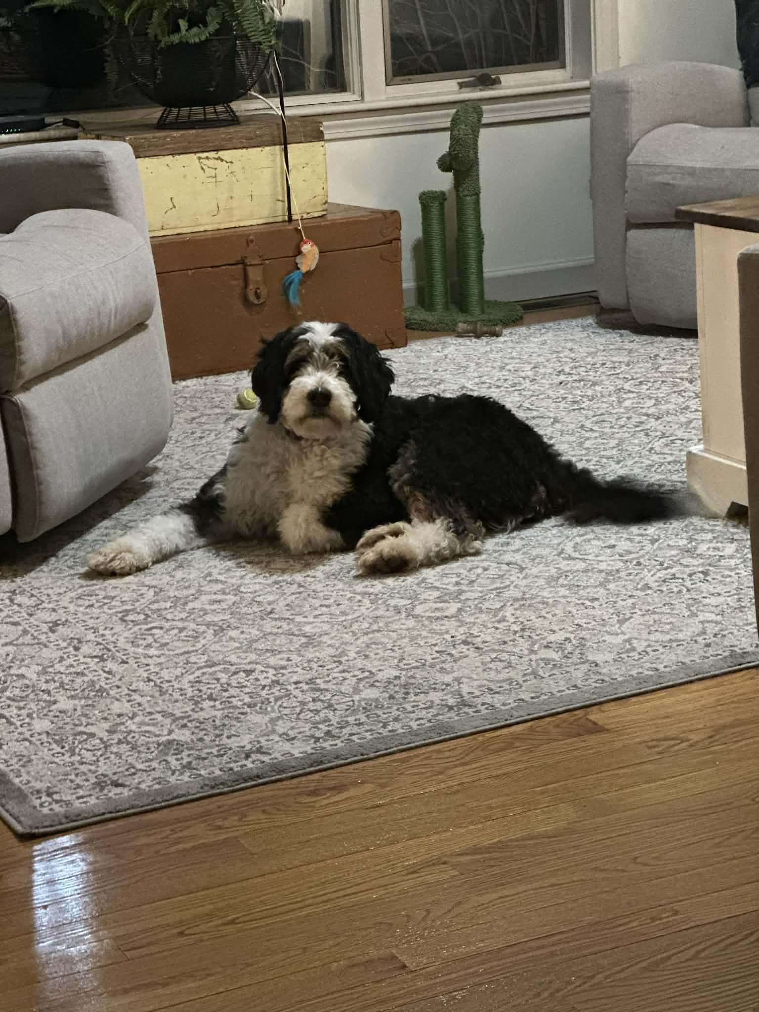 Enlarge Mya, a ADOPTABLE Bernedoodle in Brunswick, ME image 2/2