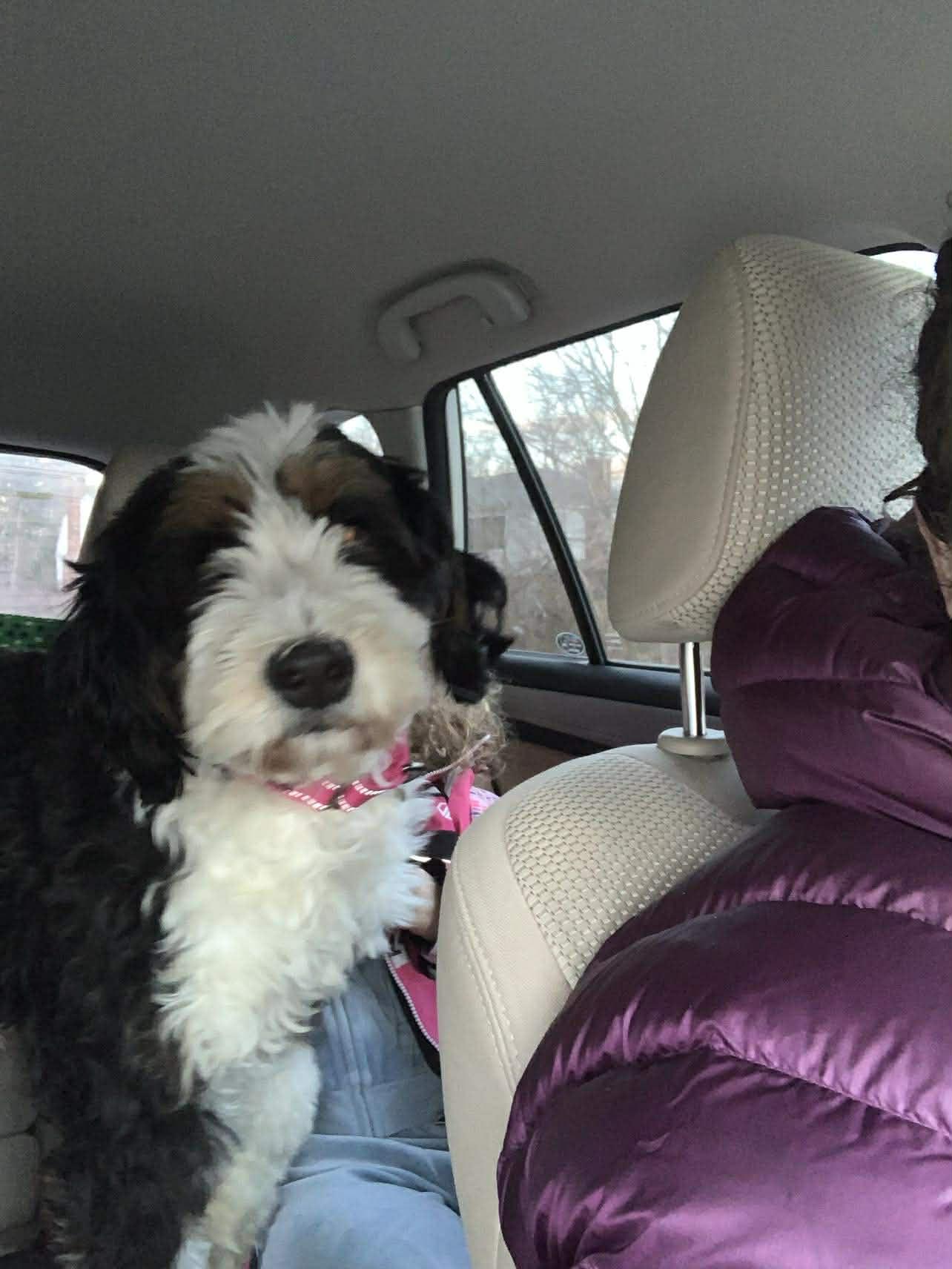Mya, ADOPTABLE, Adult Female Bernedoodle.