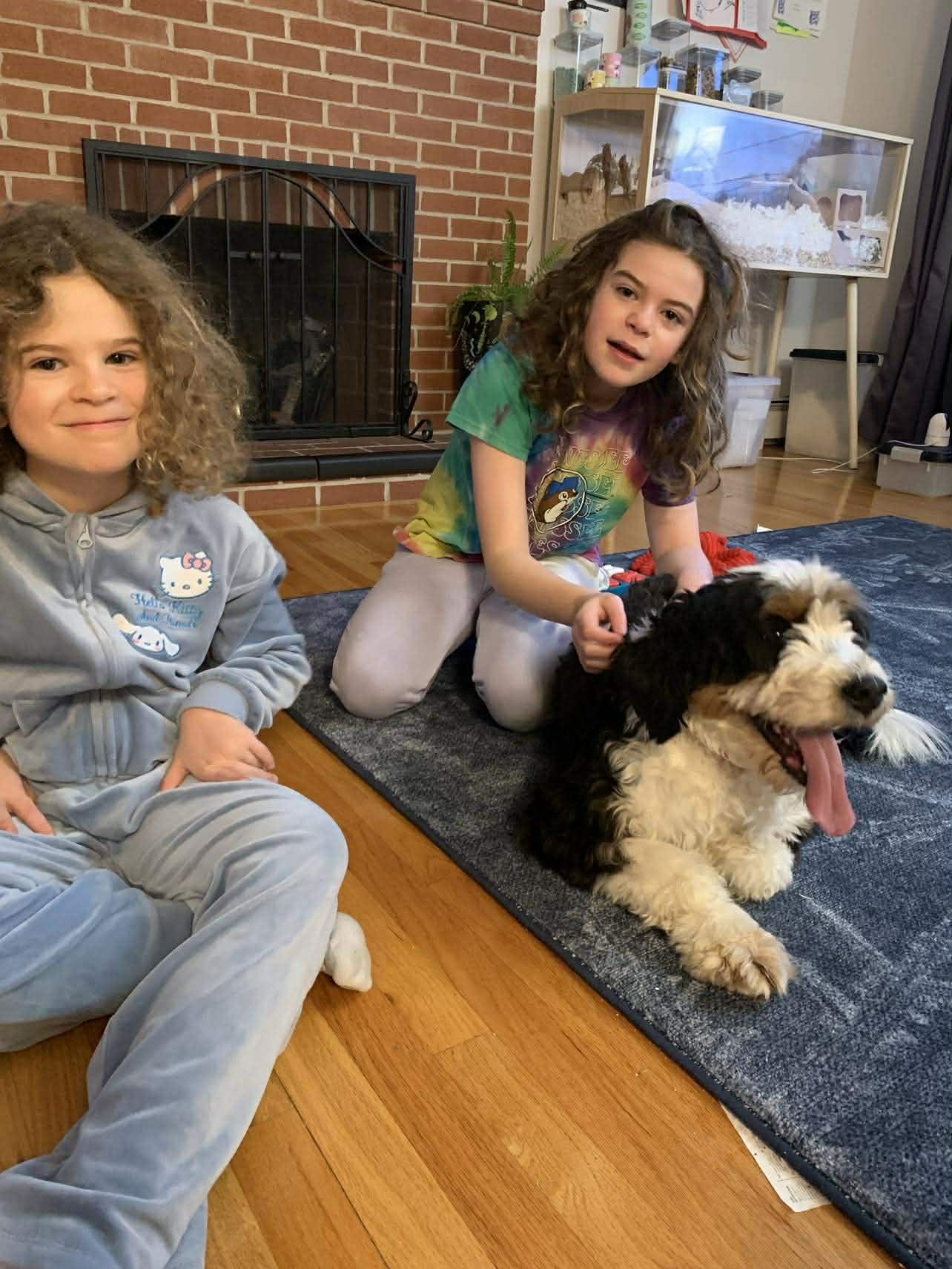 Enlarge Mya, an adopted Bernedoodle in Brunswick, ME image 4/5