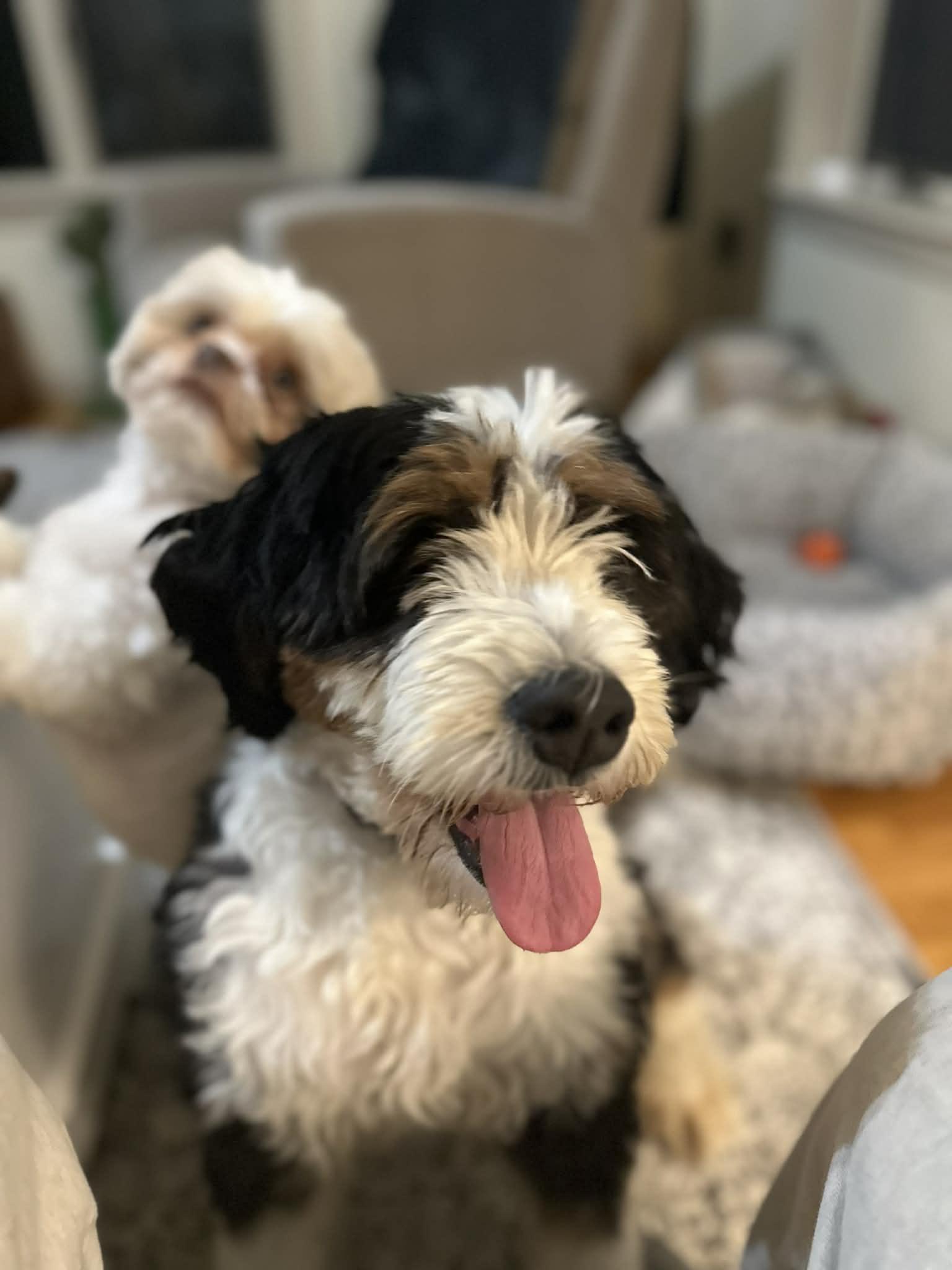 Mya, ADOPTABLE, Adult Female Bernedoodle.