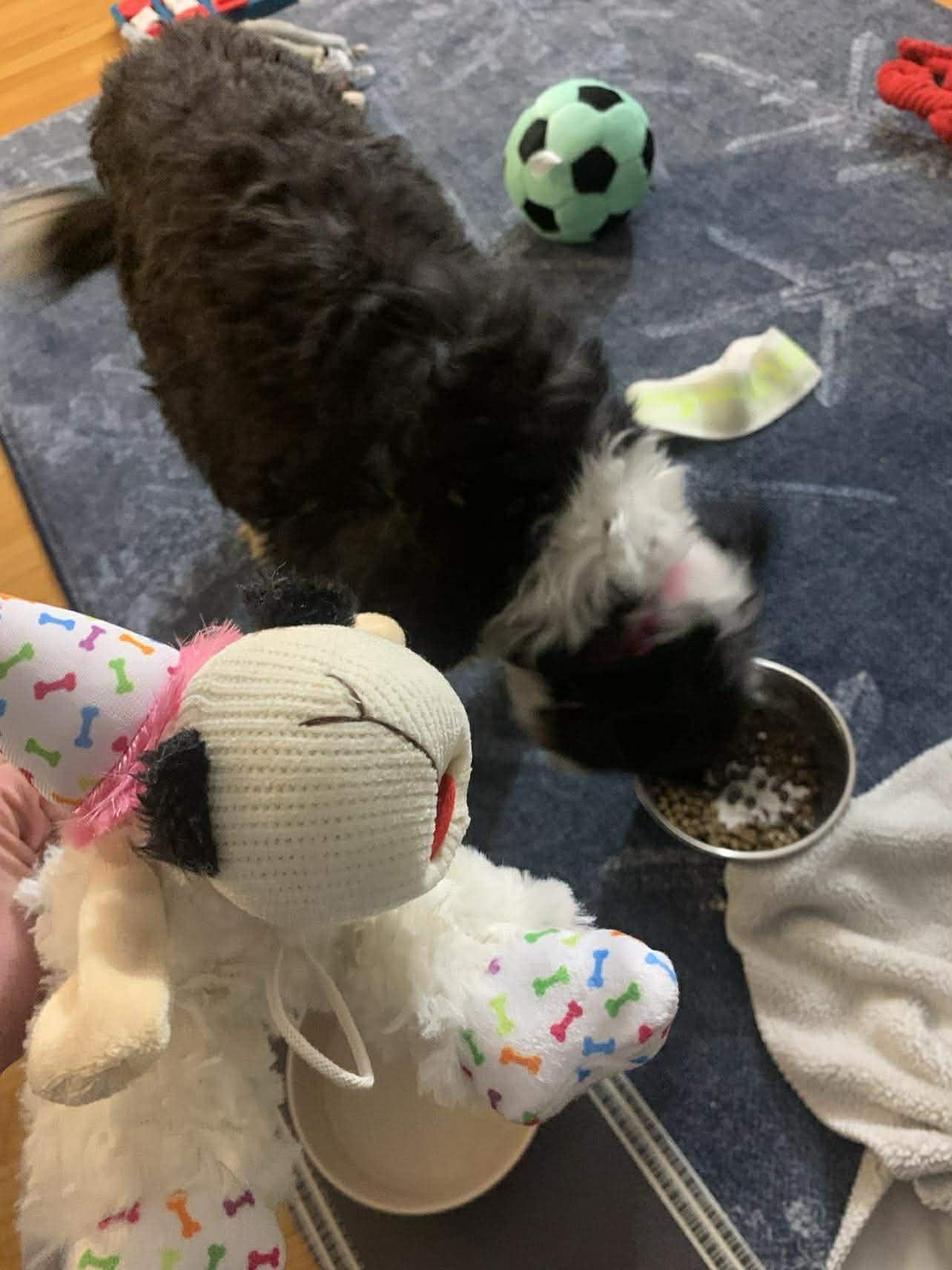 Enlarge Mya, an adopted Bernedoodle in Brunswick, ME image 5/5