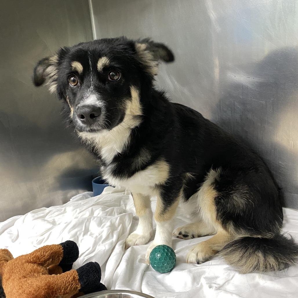 Biscuit, Adoptable, Young Male Cardigan Welsh Corgi & Mixed Breed.