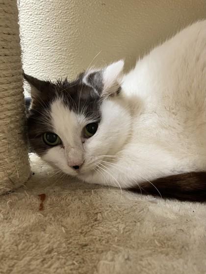 Masha 52409, ADOPTABLE, Adult Female Domestic Short Hair.