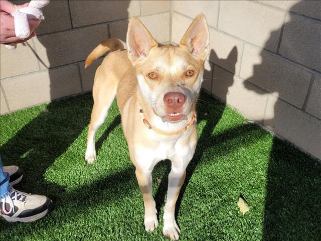 Enlarge BRIERS, a Adoptable mixed breed in San Luis Obispo, CA image 1/1