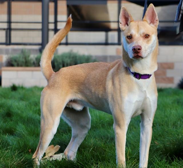 Enlarge BRIERS, a Adoptable mixed breed in San Luis Obispo, CA image 1/1