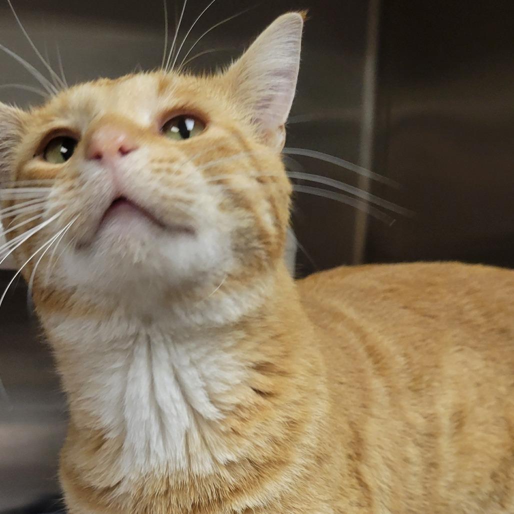 Aragorn, Adoptable, Adult Male Domestic Short Hair.