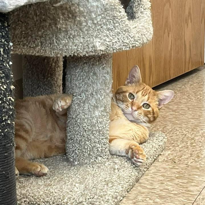 Aragorn — thumbnail 2