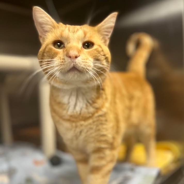 Aragorn — thumbnail 3