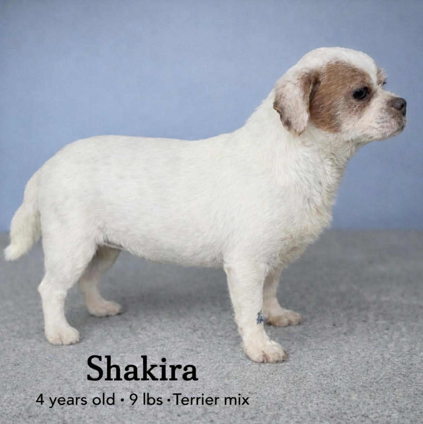 Shakira — thumbnail 5