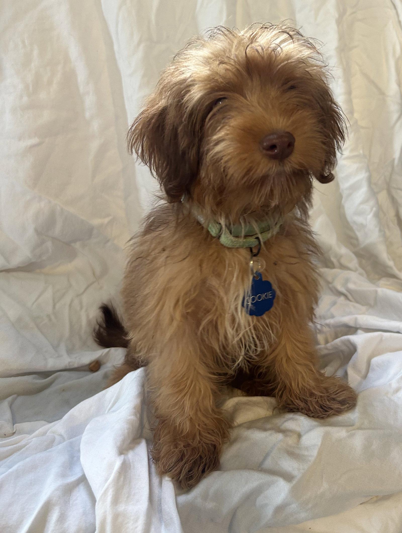 Enlarge Cookie, a Adoptable mixed breed in Pipe Creek, TX image 1/3