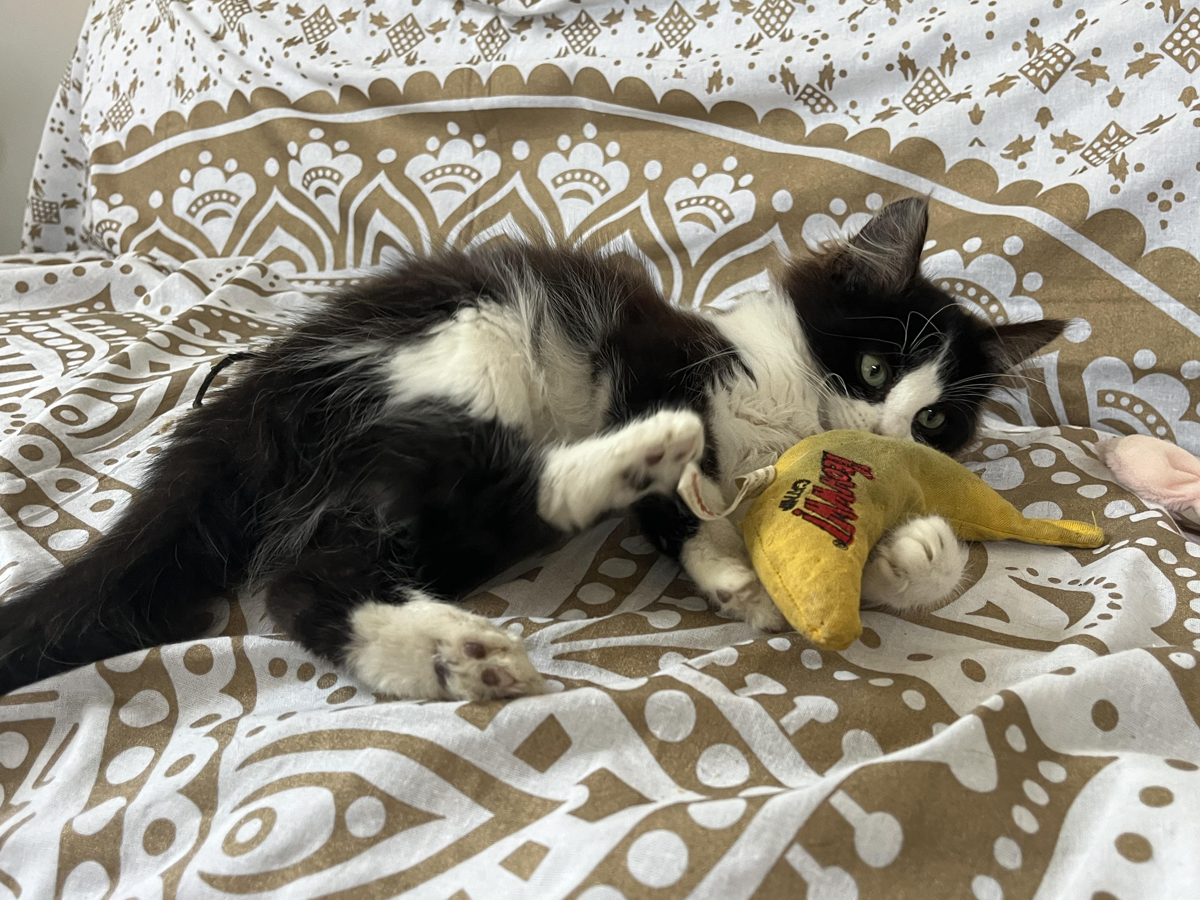 Enlarge Max, an adopted mixed breed in Santa Monica, CA image 3/6