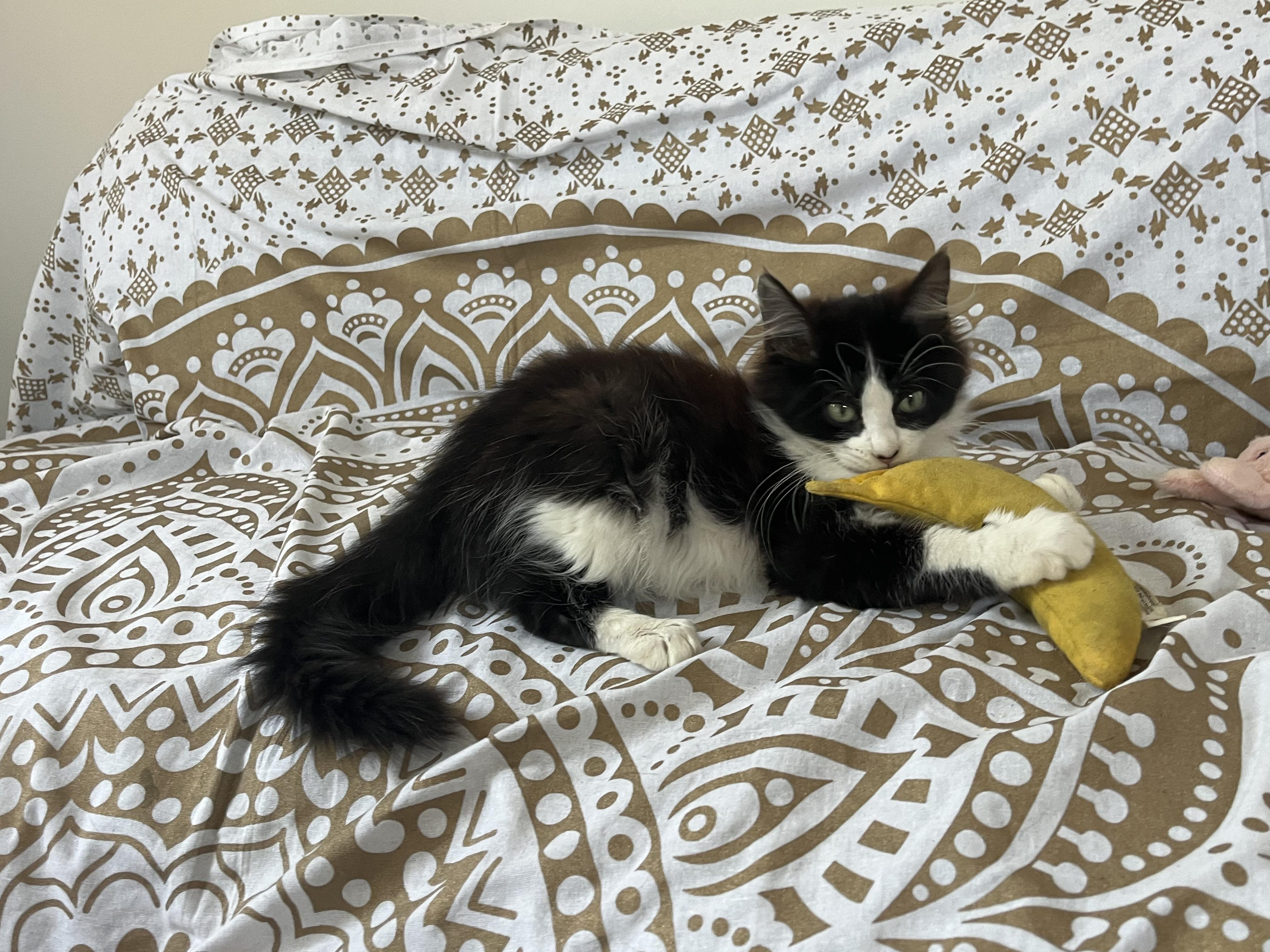 Enlarge Max, an adopted mixed breed in Santa Monica, CA image 5/6