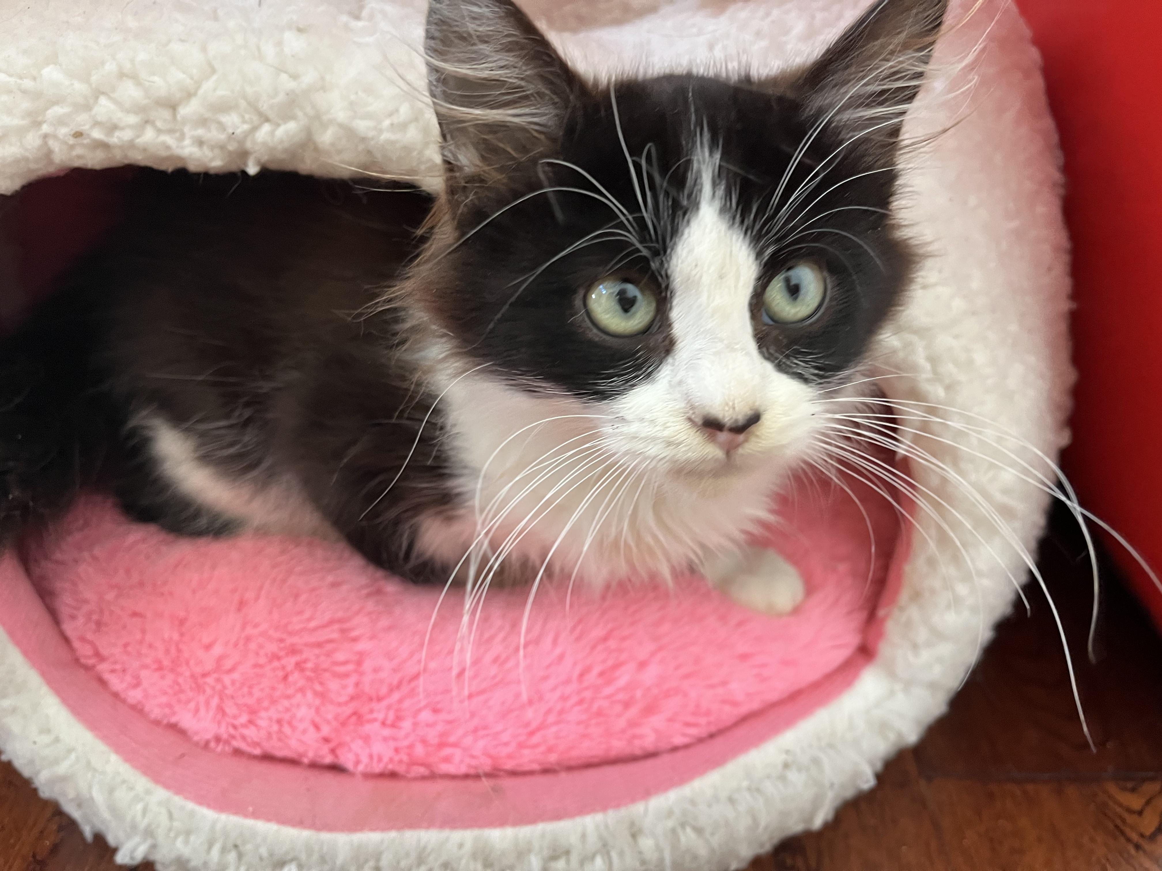 Enlarge Max, an adopted mixed breed in Santa Monica, CA image 2/6