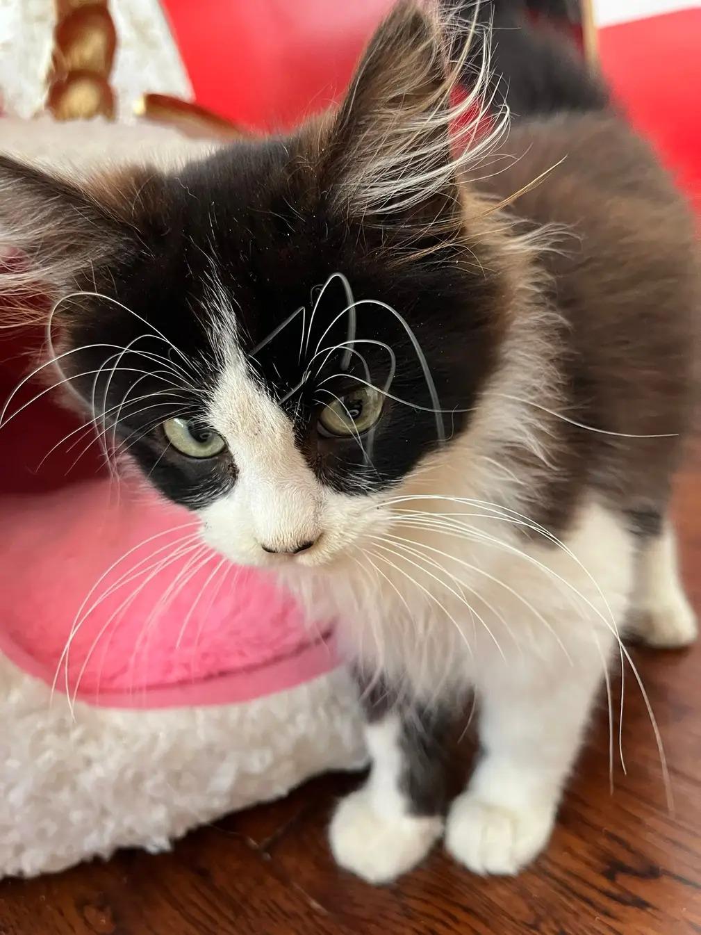 Enlarge Max, an adopted mixed breed in Santa Monica, CA image 4/6