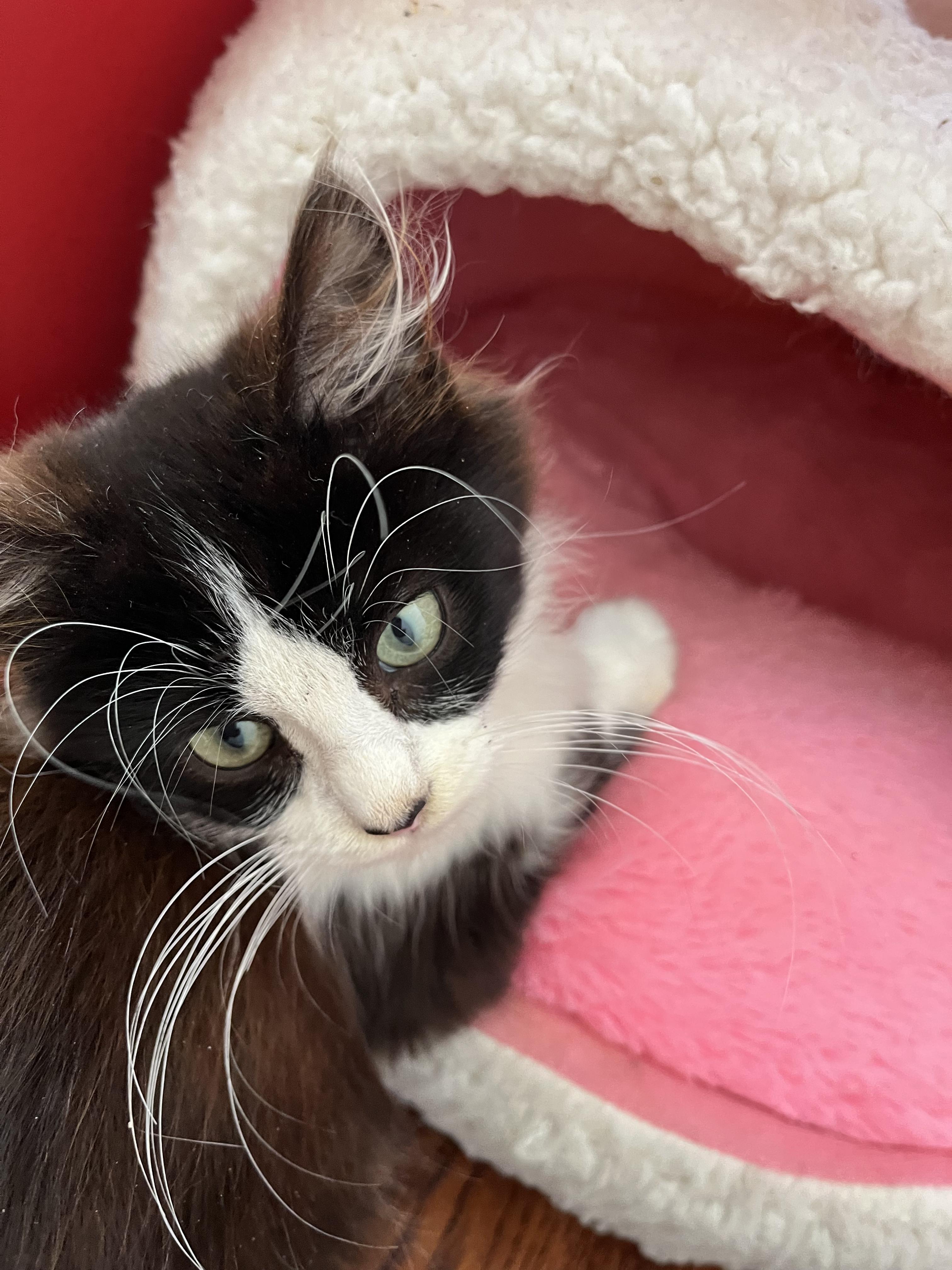 Enlarge Max, an adopted mixed breed in Santa Monica, CA image 6/6