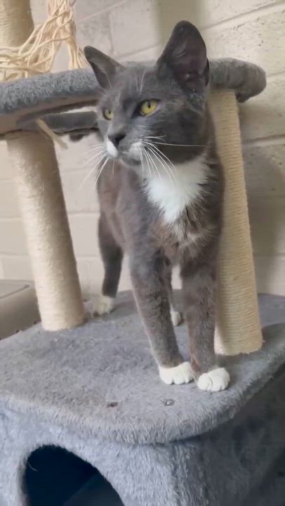 Enlarge Popcorn, a Adoptable mixed breed in Buffalo , NY video 6/6