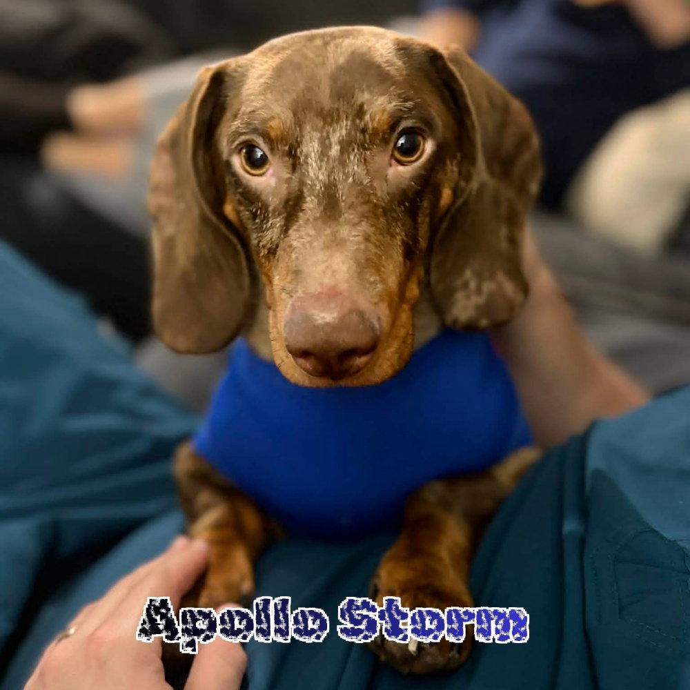 Enlarge Apollo Storm, a Adoptable Dachshund in San Antonio, TX image 1/3