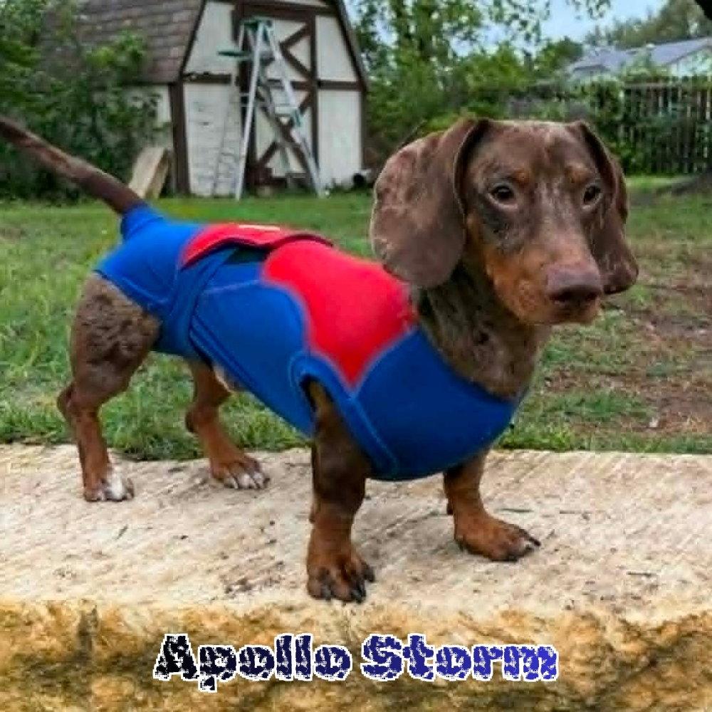 Enlarge Apollo Storm, a Adoptable Dachshund in San Antonio, TX image 2/3