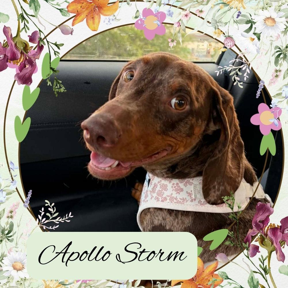 Enlarge Apollo Storm, a Adoptable Dachshund in San Antonio, TX image 3/3
