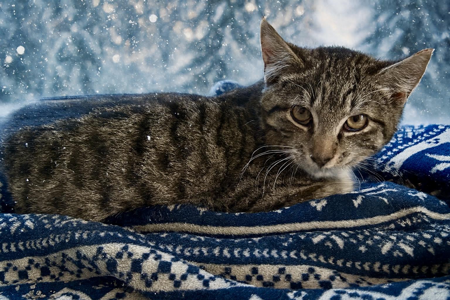 Enlarge Frank Pepe, an adopted Tabby in Bethel, CT image 2/6