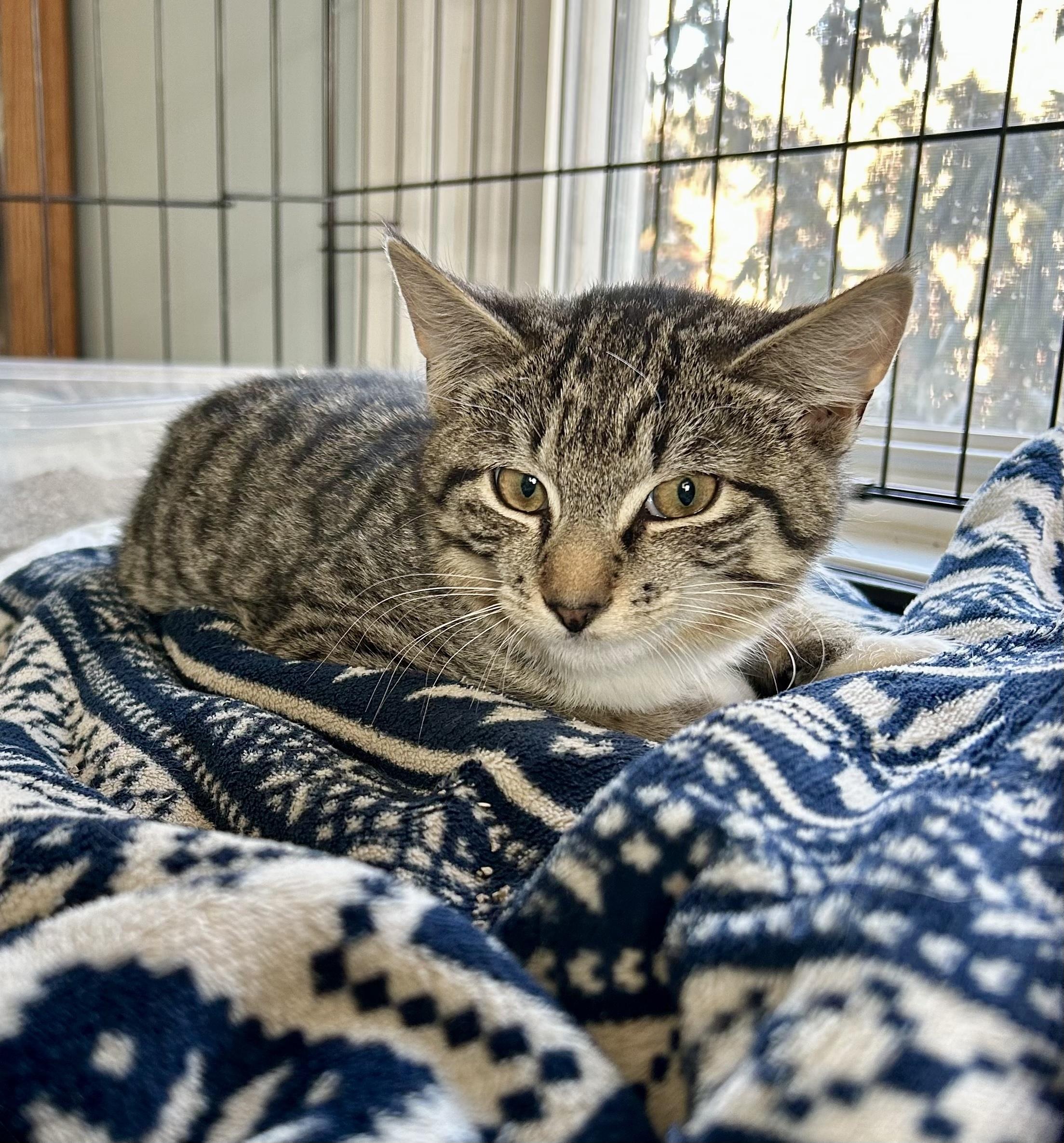 Enlarge Frank Pepe, an adopted Tabby in Bethel, CT image 6/6