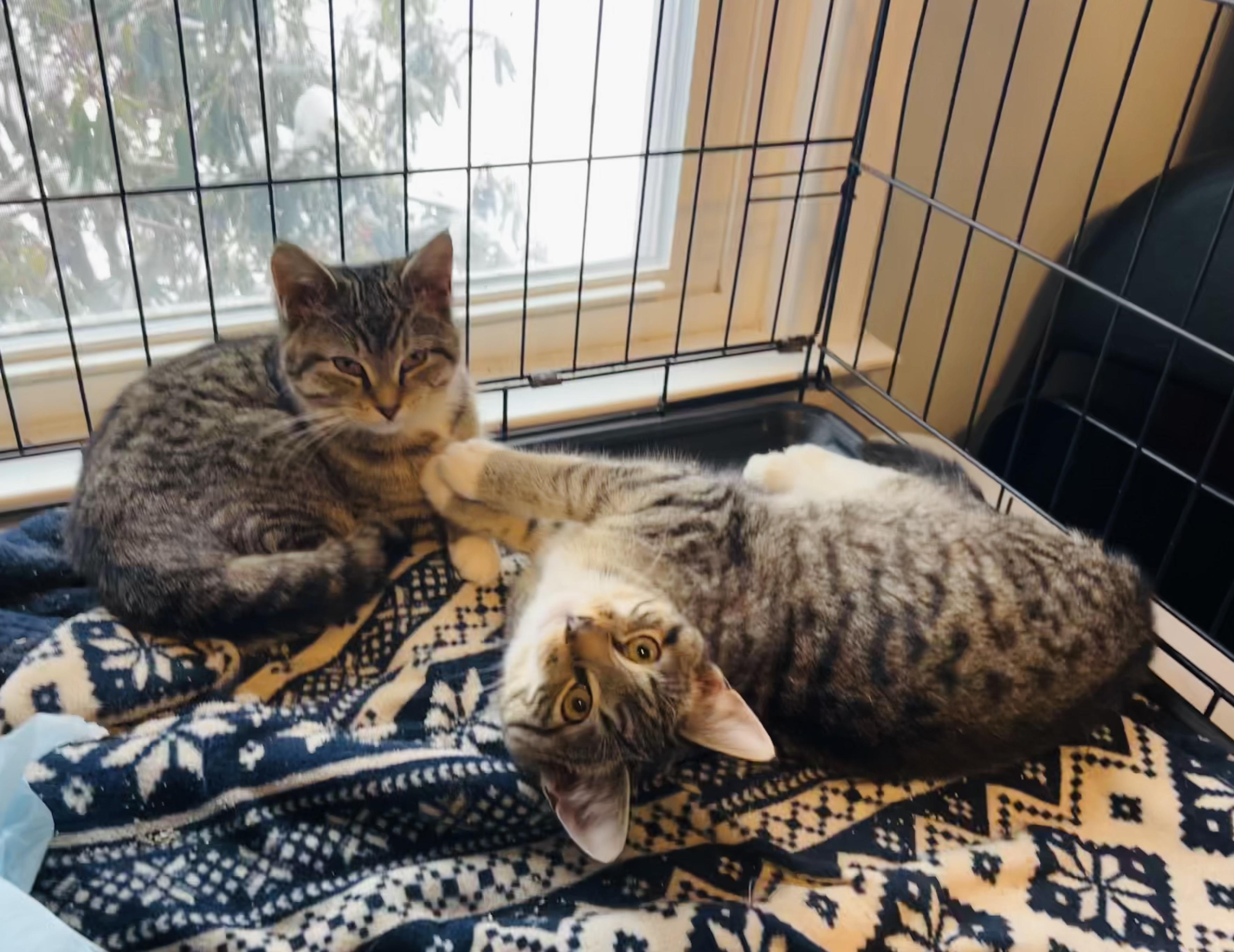 Enlarge Frank Pepe, an adopted Tabby in Bethel, CT image 5/6