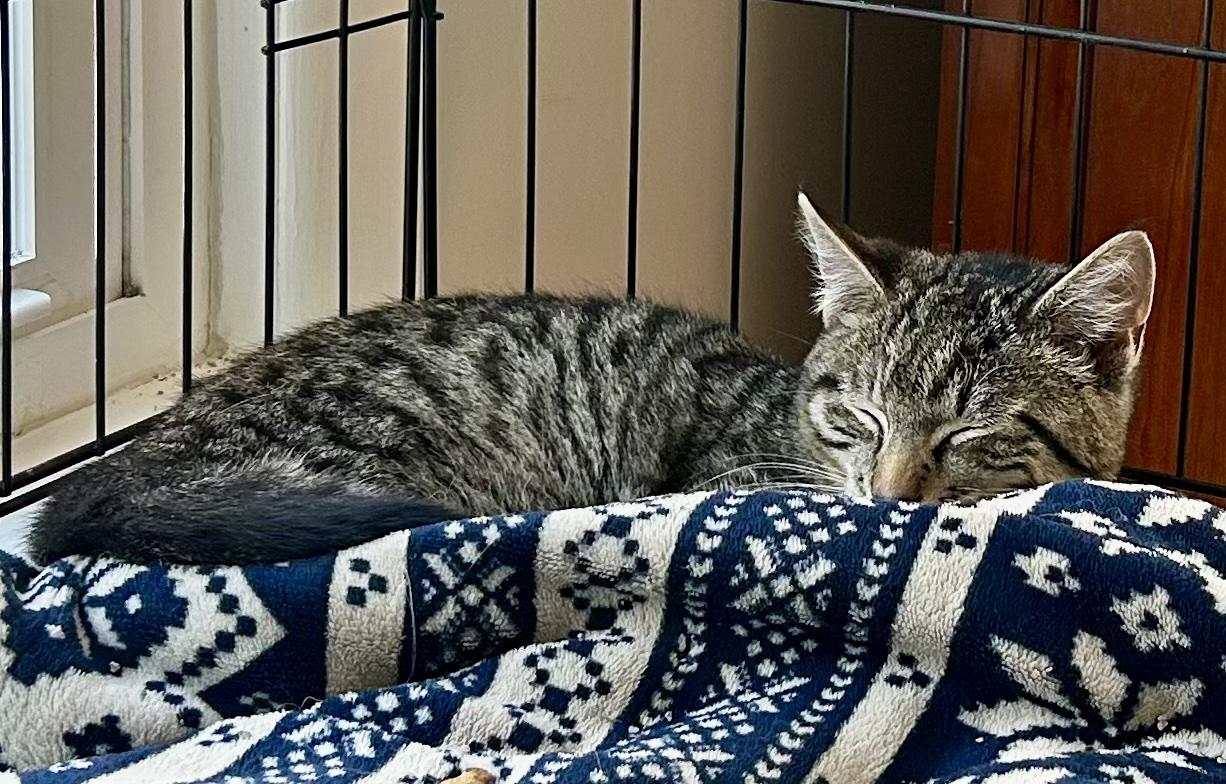 Enlarge Frank Pepe, an adopted Tabby in Bethel, CT image 4/6