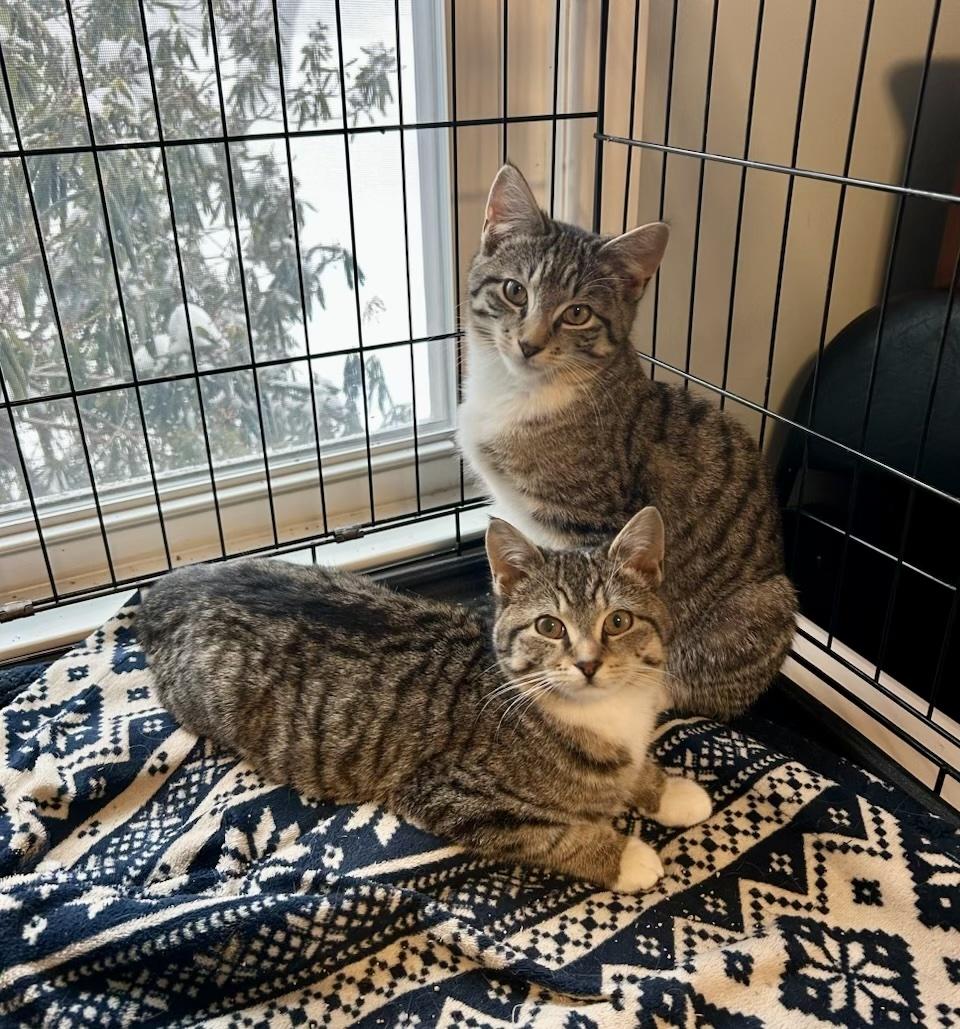 Enlarge Frank Pepe, an adopted Tabby in Bethel, CT image 3/6