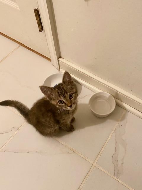 Belle, Adopted, Kitten Female Domestic Short Hair.