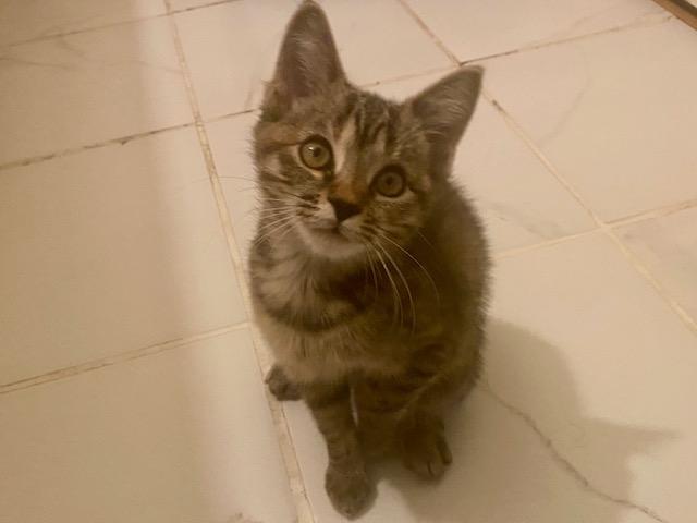 Enlarge Belle, a Adopted mixed breed in Ashland, VA image 2/5