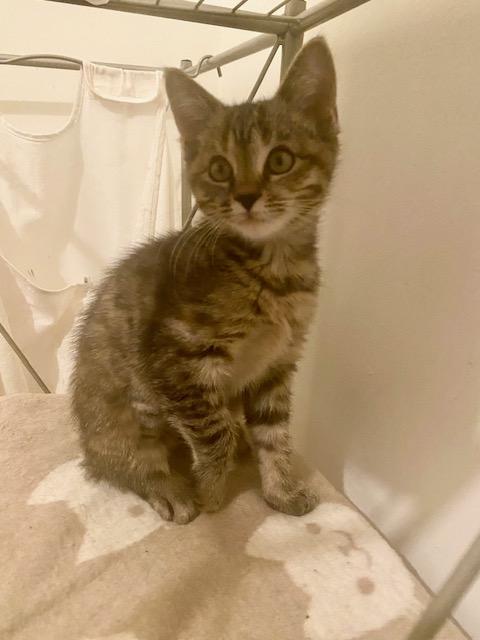 Enlarge Belle, a Adopted mixed breed in Ashland, VA image 3/5