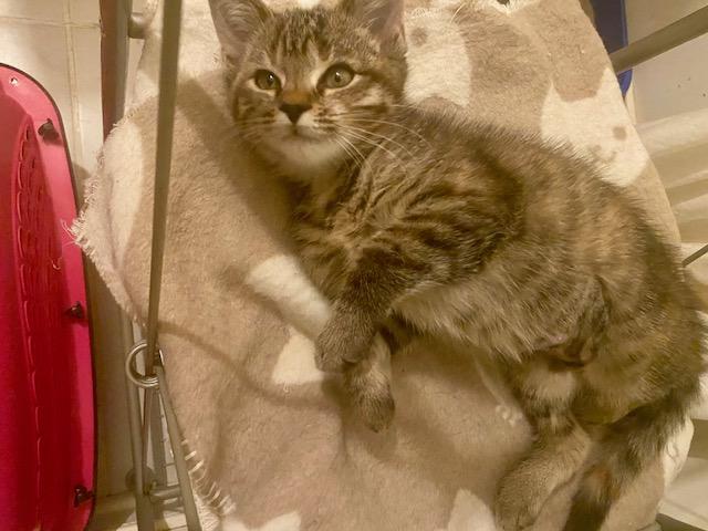 Enlarge Belle, a Adopted mixed breed in Ashland, VA image 4/5