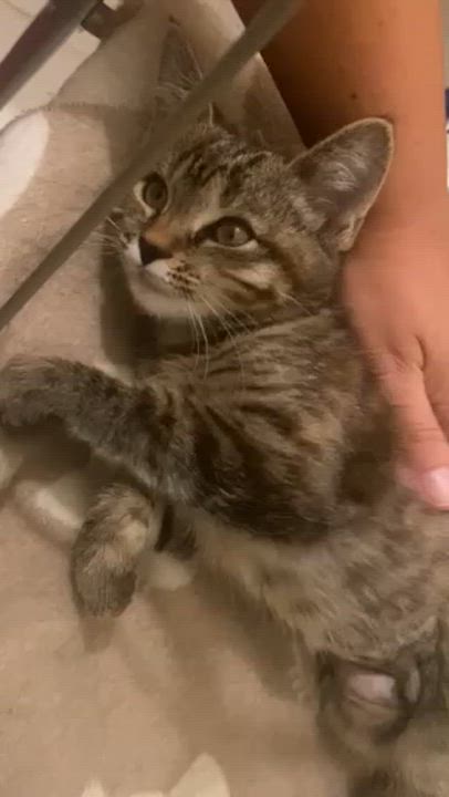 Enlarge Belle, a Adopted mixed breed in Ashland, VA video 5/5