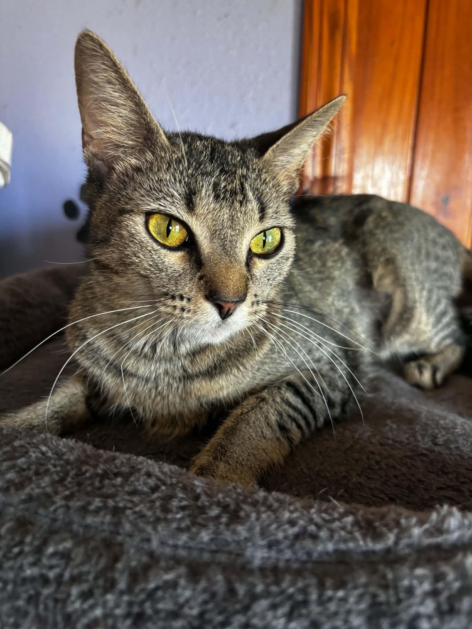Millie, a ADOPTABLE mixed breed in Okemah, OK image 3/3
