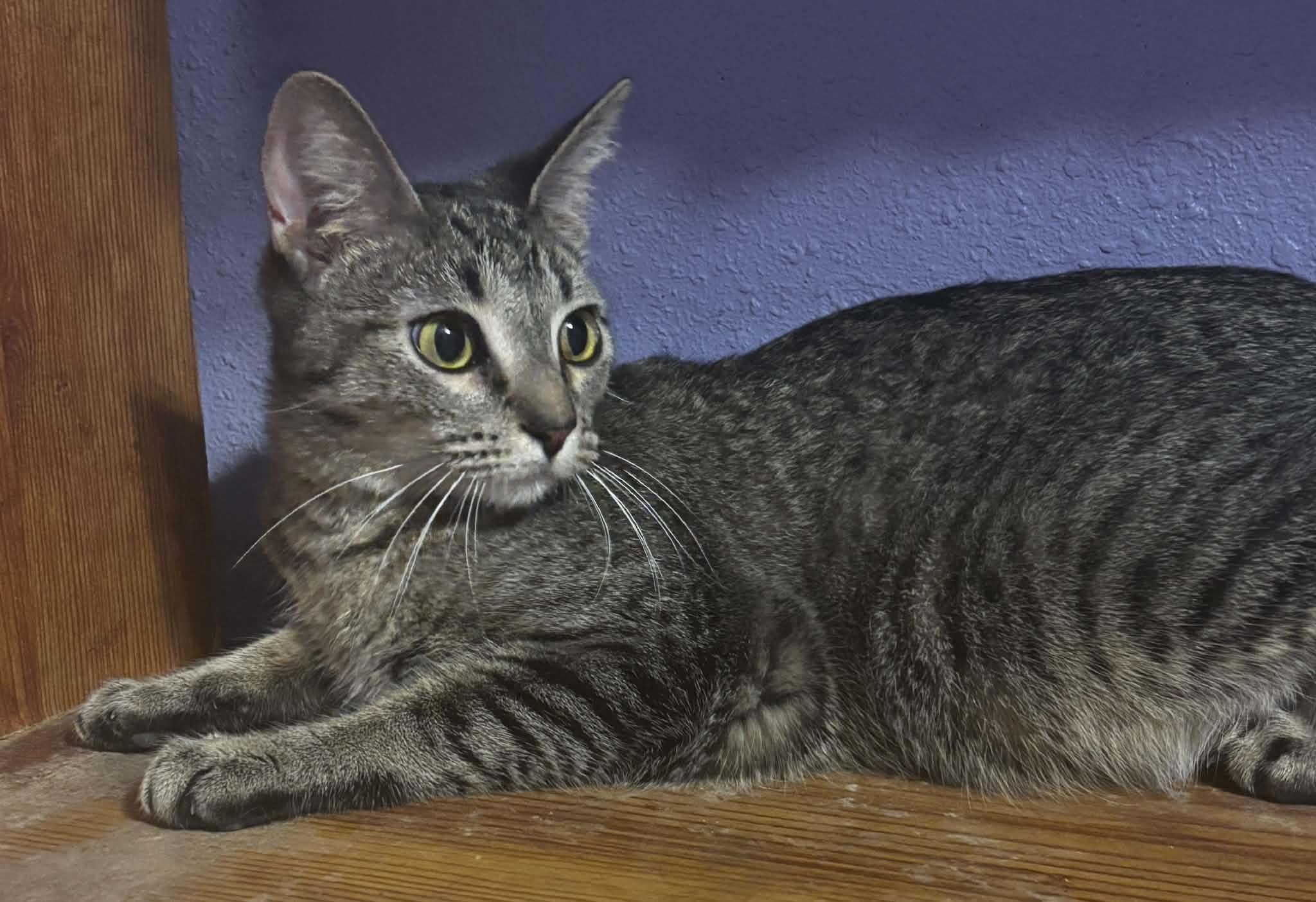 Millie, a ADOPTABLE mixed breed in Okemah, OK image 1/2