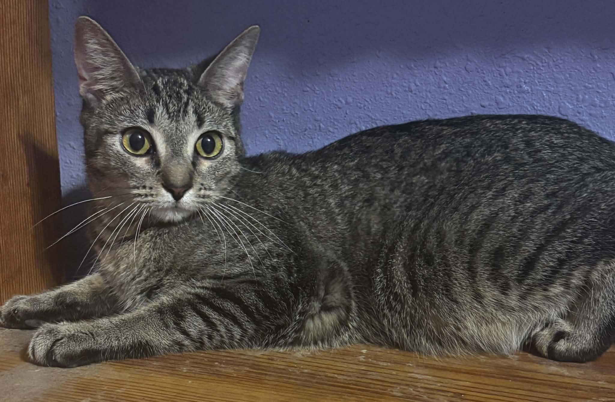 Millie, a ADOPTABLE mixed breed in Okemah, OK image 2/2