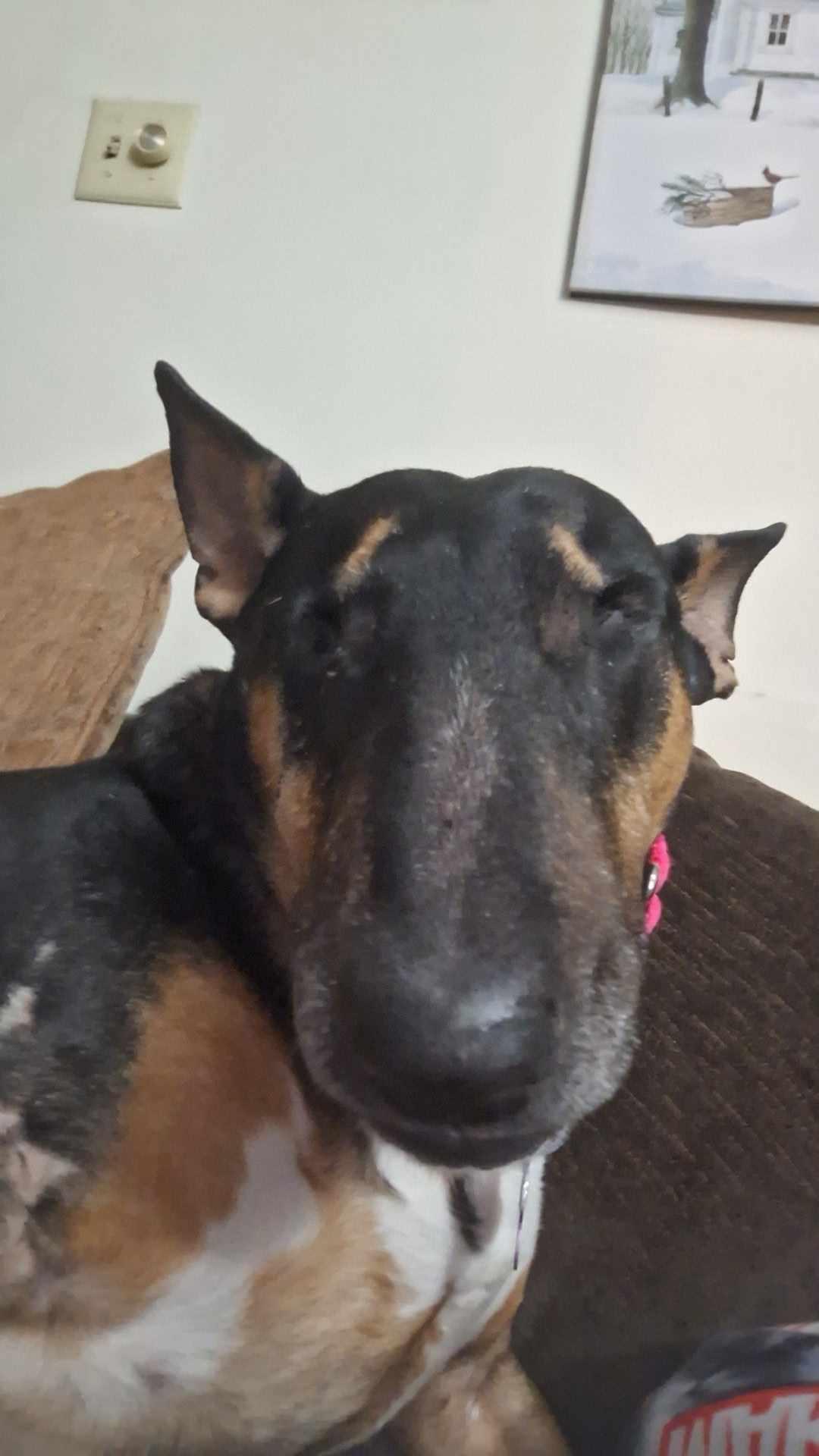 Enlarge 24-084 Abby, a Adopted Bull Terrier in New York, NY image 3/3