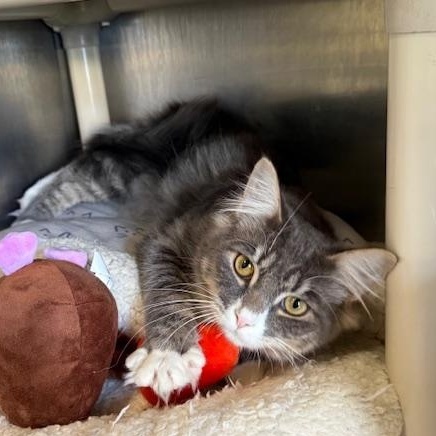 Enlarge Tinee, a ADOPTABLE Domestic Medium Hair in Honesdale, PA image 3/4
