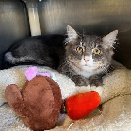 Enlarge Tinee, a ADOPTABLE Domestic Medium Hair in Honesdale, PA image 4/4
